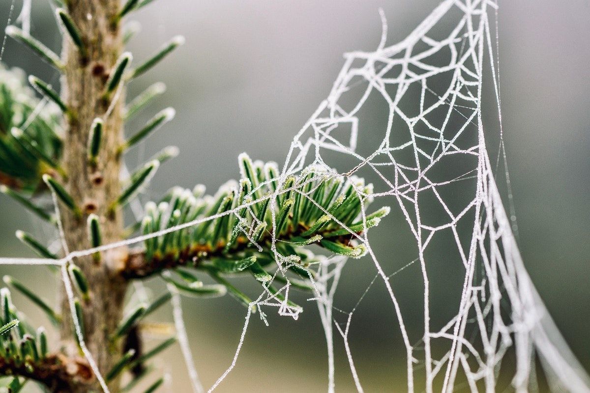 Brexit Deal & Nature Writing