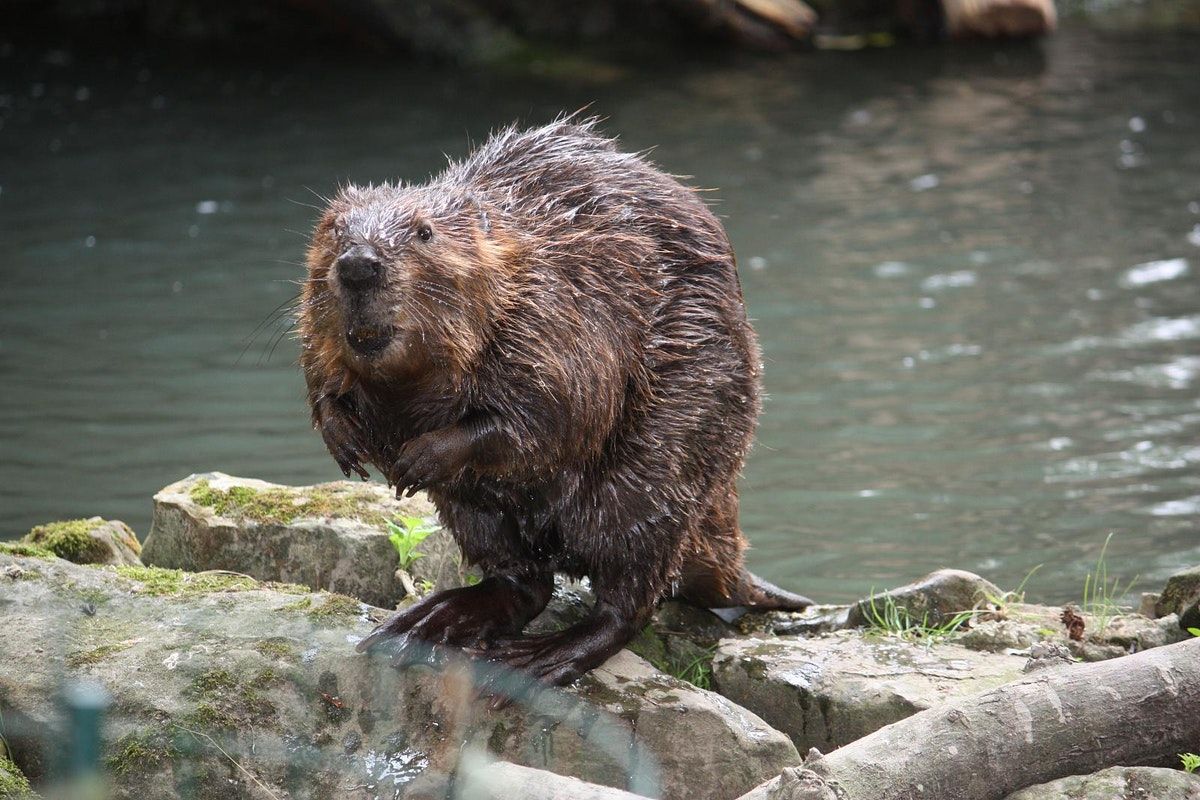 Beavers, Badgers & Bats