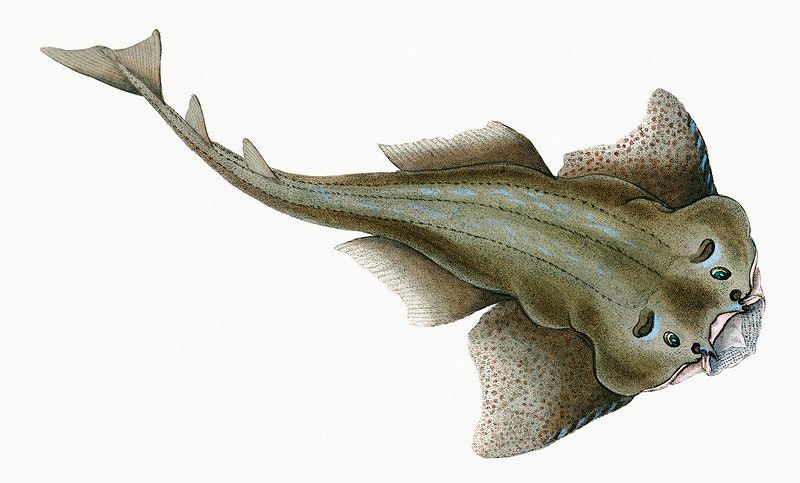 Welsh Sharks & Wildflower Mortuaries