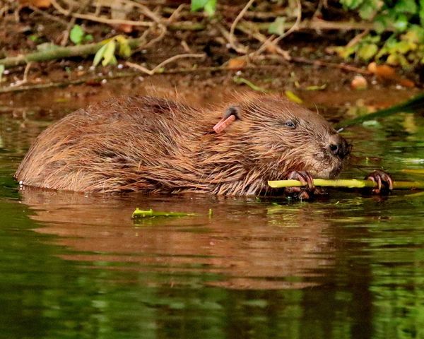 What next for England's beavers?