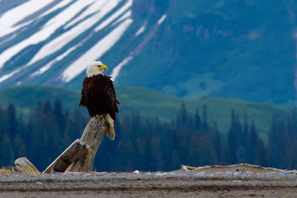 Why the US election matters for nature everywhere