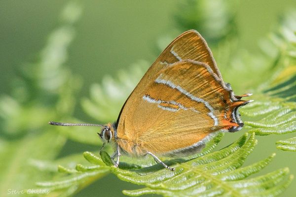 Londoners fear for Brown Hairstreak butterfly